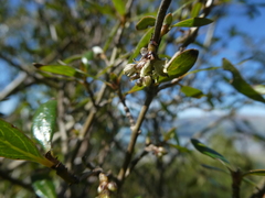 Coprosma ×cunninghamii