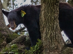 Ursus americanus eremicus