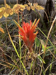 Castilleja linariifolia