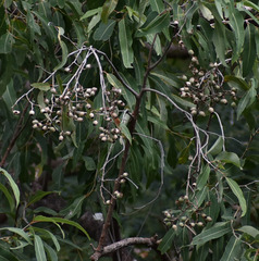 Corymbia clarksoniana