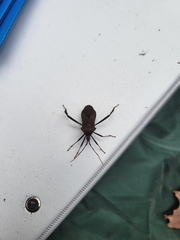 Acanthocephala terminalis