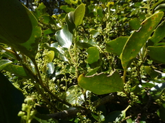 Griselinia littoralis
