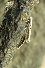 Erechthias fulguritella