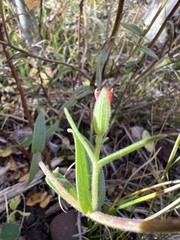 Castilleja linariifolia