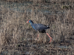 Porphyrio porphyrio