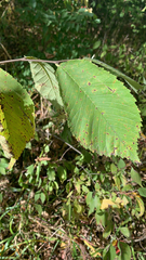 Ulmus rubra