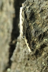 Erechthias fulguritella