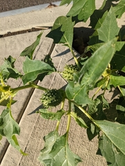 Datura