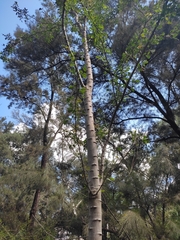 Pithecellobium dulce