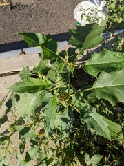 Datura