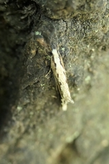 Erechthias fulguritella