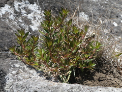 Haloragis erecta erecta