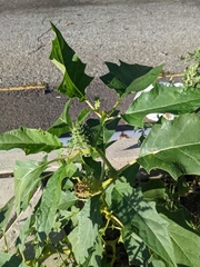 Datura