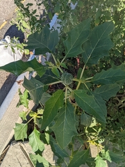 Datura