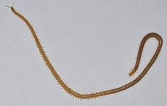 Stigmatogaster dimidiata