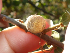 Burnettweldia washingtonensis