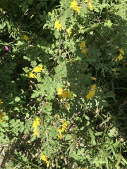 Solanum rostratum