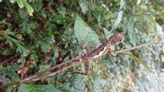 Diploderma polygonatum xanthostomum