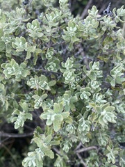 Buddleja scordioides
