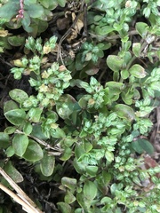 Polycarpon tetraphyllum