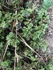 Polycarpon tetraphyllum