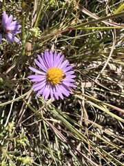 Symphyotrichum oblongifolium