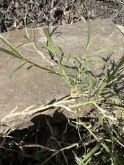 Eleusininae