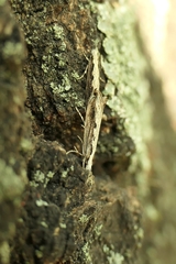 Erechthias fulguritella