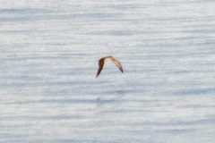 Procellariidae