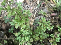 Polycarpon tetraphyllum