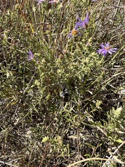 Symphyotrichum oblongifolium