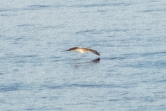 Procellariidae