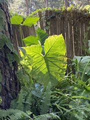 Xanthosoma sagittifolium