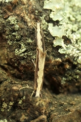 Erechthias fulguritella