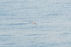 Procellariidae