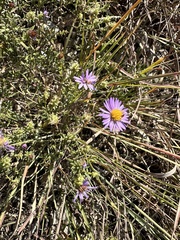 Symphyotrichum oblongifolium