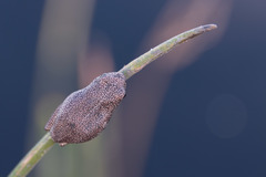 Hyperolius parallelus