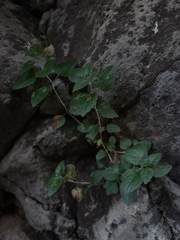 Brickellia californica