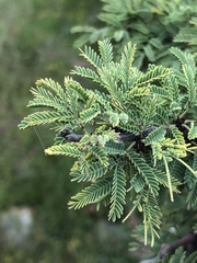 Vachellia schaffneri