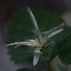 Brickellia californica