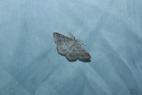 Brown-bordered Geometer Moth photo 3