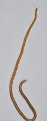 Stigmatogaster dimidiata
