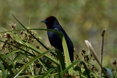 Chrysomus ruficapillus