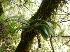 Drymoanthus adversus