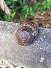 Caracolus