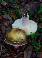 Russula amoenicolor