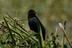 Chrysomus ruficapillus