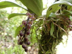 Drymoanthus adversus