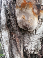 Phellinus tremulae