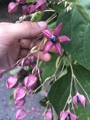 Clerodendrum